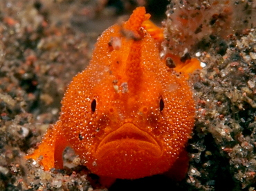 Painted Frogfish - Antennarius pictus - Bali, Indonesia