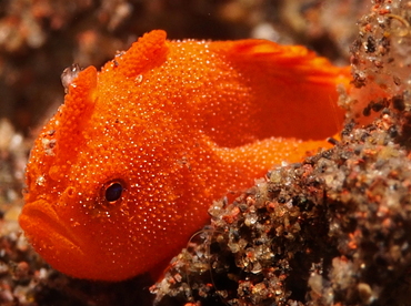 Painted Frogfish - Antennarius pictus - Bali, Indonesia