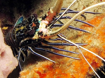 Painted Spiny Lobster - Palinurus versicolor - Dumaguete, Philippines