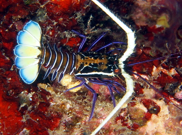 Painted Spiny Lobster - Palinurus versicolor - Fiji