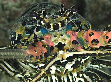 Painted Spiny Lobster - Palinurus versicolor - Wakatobi, Indonesia