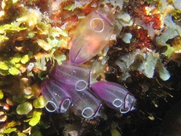 Painted Tunicate - Clavelina picta - Roatan, Honduras