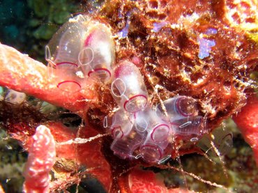 Painted Tunicate - Clavelina picta - Roatan, Honduras