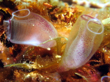 Painted Tunicate - Clavelina picta - Roatan, Honduras