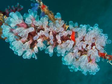 Painted Tunicate - Clavelina picta - British Virgin Islands