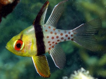 Pajama Cardinalfish - Sphaeramia nematoptera - Palau