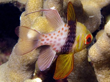 Pajama Cardinalfish - Sphaeramia nematoptera - Yap, Micronesia