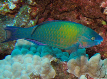 Palenose Parrotfish - Scarus psittacus - Lanai, Hawaii