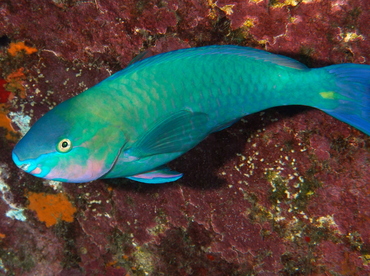 Palenose Parrotfish - Scarus psittacus - Big Island, Hawaii