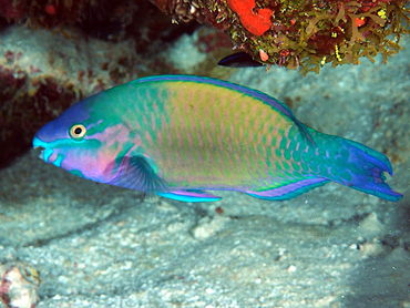 Palenose Parrotfish - Scarus psittacus - Great Barrier Reef, Australia