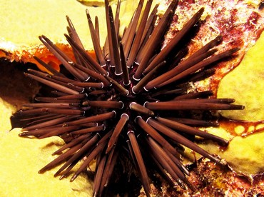 Pale Rock-Boring Urchin - Echinometra mathaei - Yap, Micronesia