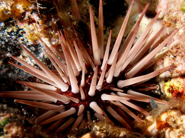 Pale Rock-Boring Urchin - Echinometra mathaei - Big Island, Hawaii