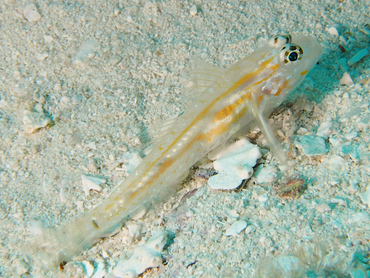 Pallid Goby - Coryphopterus eidolon - Cozumel, Mexico