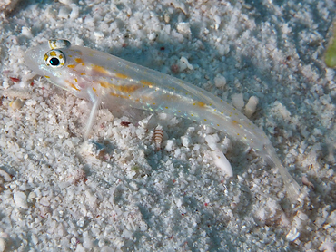 Pallid Goby - Coryphopterus eidolon - Bonaire