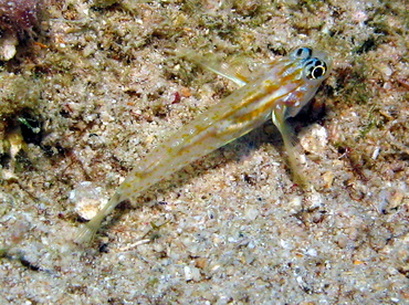 Pallid Goby - Coryphopterus eidolon - Grand Cayman