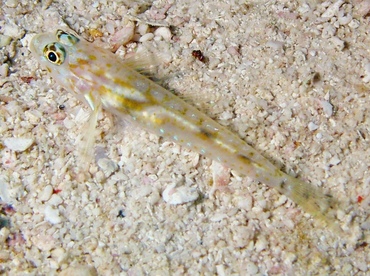 Pallid Goby - Coryphopterus eidolon - Nassau, Bahamas