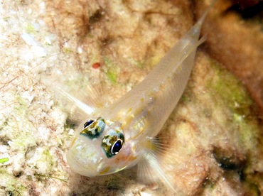 Pallid Goby - Coryphopterus eidolon - Bonaire