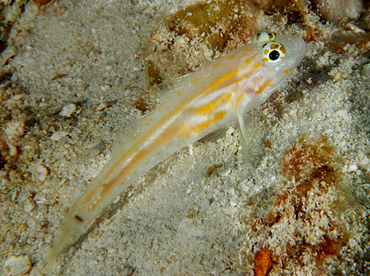 Pallid Goby - Coryphopterus eidolon - Cozumel, Mexico