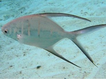 Palometa - Trachinotus goodei - Cozumel, Mexico