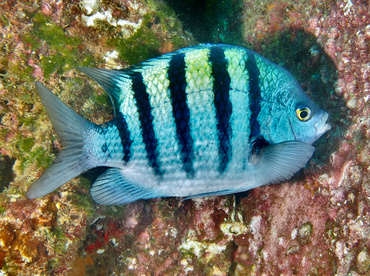 Panamic Sergeant Major - Abudefduf troschelii - Cabo San Lucas, Mexico