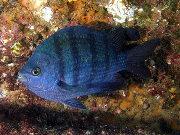 Panamic Sergeant Major - Abudefduf troschelii - Cabo San Lucas, Mexico