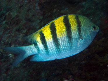 Panamic Sergeant Major - Abudefduf troschelii - Cabo San Lucas, Mexico