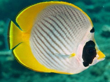 Panda Butterflyfish - Chaetodon adiergastos - Bali, Indonesia