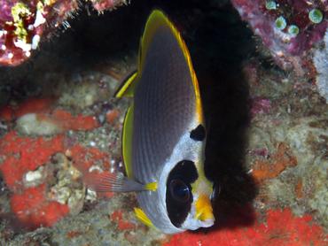 Panda Butterflyfish - Chaetodon adiergastos - Komodo, Indonesia