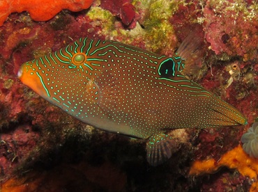 Papuan Toby - Canthigaster papua - Dumaguete, Philippines