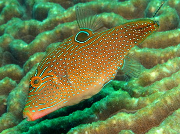 Papuan Toby - Canthigaster papua - Dumaguete, Philippines