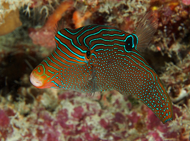 Papuan Toby - Canthigaster papua - Wakatobi, Indonesia