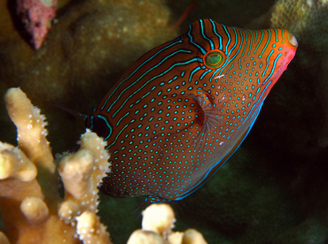 Papuan Toby - Canthigaster papua - Wakatobi, Indonesia