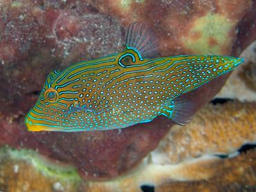 Papuan Toby - Canthigaster papua - Komodo, Indonesia