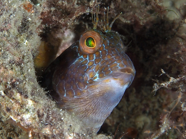 Seaweed Blenny - Parablennius marmoreus - Blue Heron Bridge, Florida