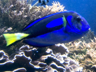 Palette Surgeonfish - Paracanthurus hepatus - Palau