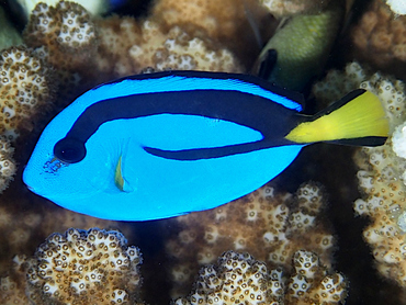 Palette Surgeonfish - Paracanthurus hepatus - Great Barrier Reef, Australia