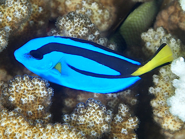 Palette Surgeonfish - Paracanthurus hepatus - Great Barrier Reef, Australia