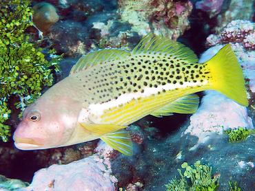 Halfspotted Hawkfish - Paracirrhites hemistictus - Rangiroa, French Polynesia