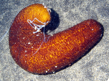 Paradoxical Sea Cucumber - Bohadschia paradoxa - Big Island, Hawaii