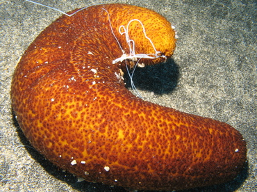 Paradoxical Sea Cucumber - Bohadschia paradoxa - Big Island, Hawaii