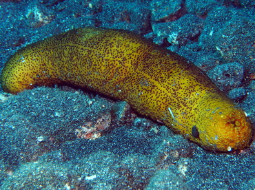 Paradoxical Sea Cucumber - Bohadschia paradoxa - Big Island, Hawaii