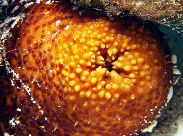 Paradoxical Sea Cucumber - Bohadschia paradoxa - Big Island, Hawaii