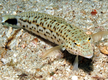 Speckled Sandperch - Parapercis hexophtalma - Anilao, Philippines