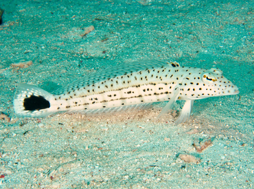 Speckled Sandperch - Parapercis hexophtalma - Wakatobi, Indonesia