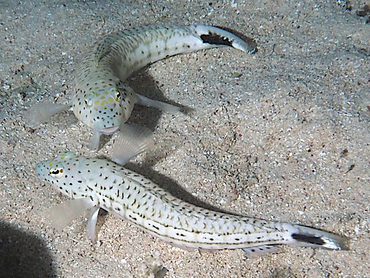 Speckled Sandperch - Parapercis hexophtalma - Great Barrier Reef, Australia