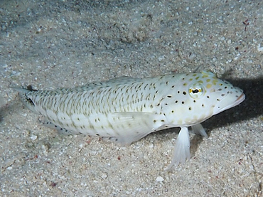 Speckled Sandperch - Parapercis hexophtalma - Great Barrier Reef, Australia