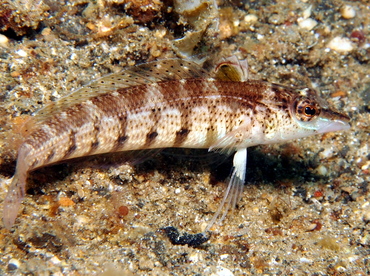 Nosestripe Sandperch - Parapercis lineopunctata - Lembeh Strait, Indonesia