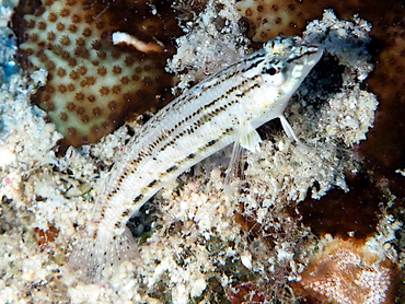 Nosestripe Sandperch - Parapercis lineopunctata - Great Barrier Reef, Australia