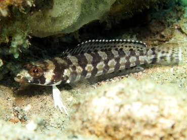 Reticulated Sandperch - Parapercis tetracantha - Dumaguete, Philippines