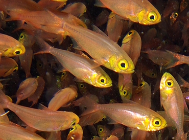 Golden Sweeper - Parapriacanthus ransonneti - Bali, Indonesia